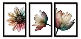 Quadros Decorativos Flor de lotus Desidratadas Salas Moldura 60x40
